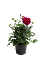 Sommarblommor Mix Ø21 cm